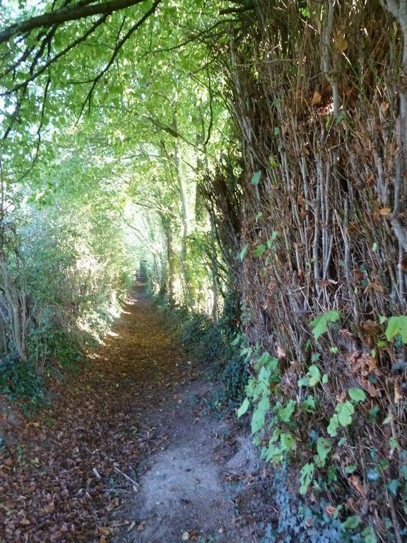 De la forêt d'Hesdin à la vallée de la Planquette (22)